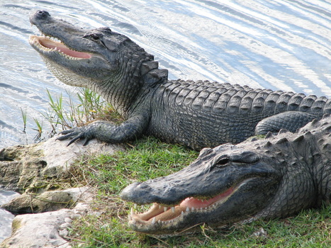 American Alligators, not even 'Strayan!